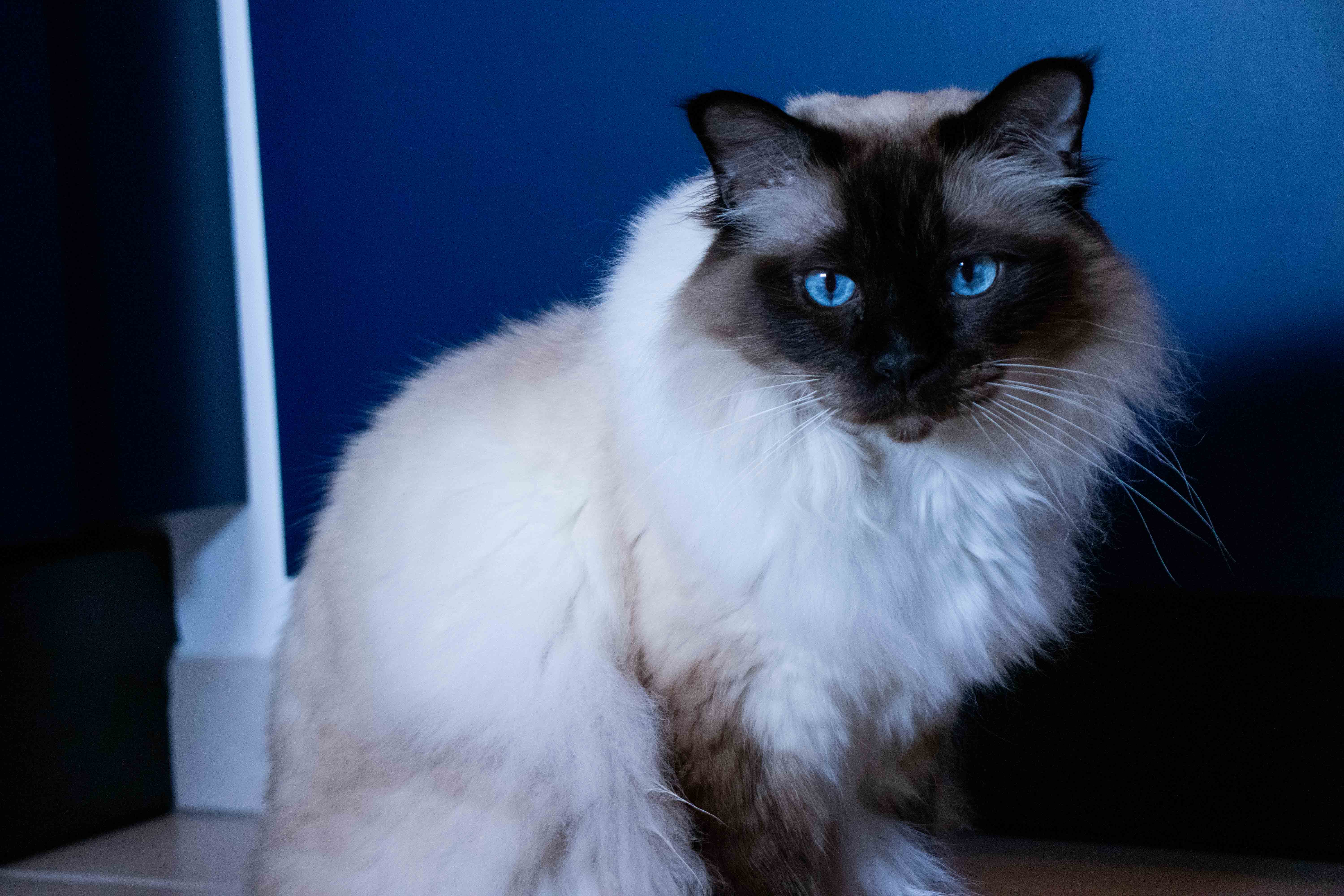 Photo d'un chat de birmanie assis de face devant un mur bleu